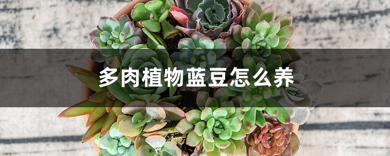 多肉植物蓝豆怎么养