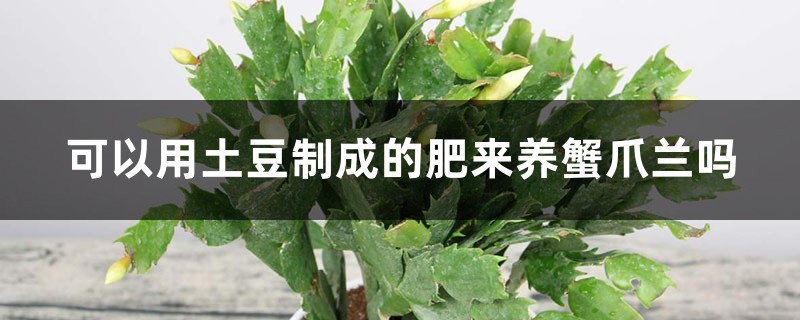 “蟹爪兰”冬日不生长，土里藏点泥，花朵满盆让人爱！