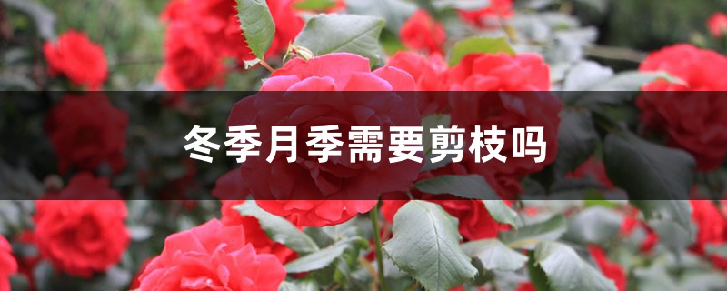 冬季月季需要剪枝吗（时间和方法）