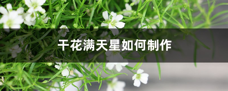 干花满天星如何制作，能保持多久