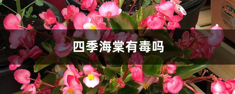 四季海棠有毒吗，怎么在家里养