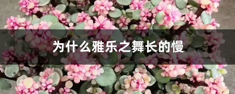 为什么雅乐之舞长的慢，生长季是什么