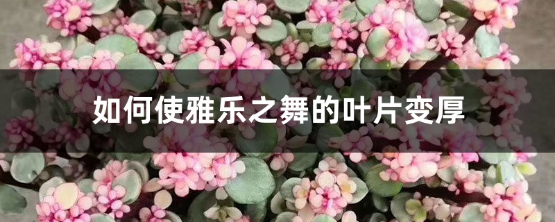 如何使雅乐之舞的叶片变厚