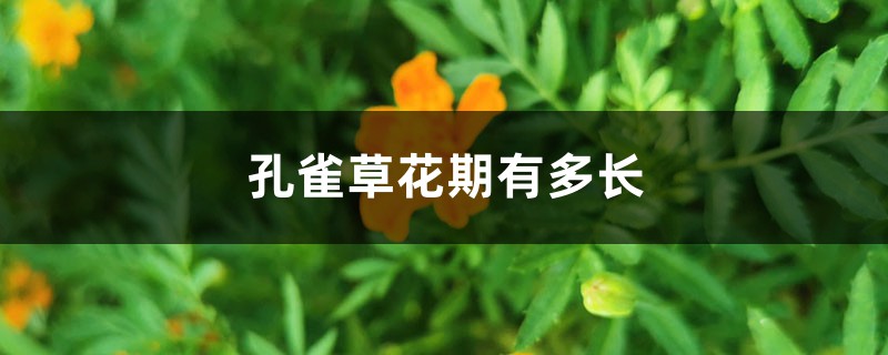 孔雀草花期有多长