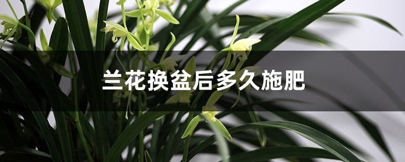 兰花换盆后多久施肥