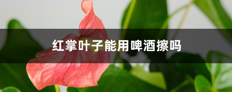 红掌叶子能用啤酒擦吗