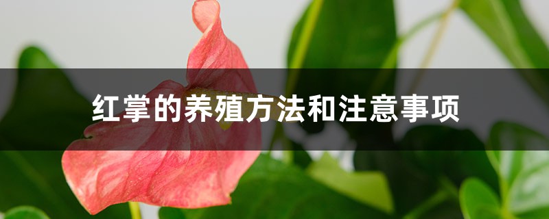 红掌的养殖方法和注意事项