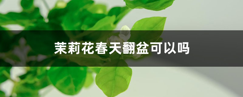 茉莉花春天翻盆可以吗