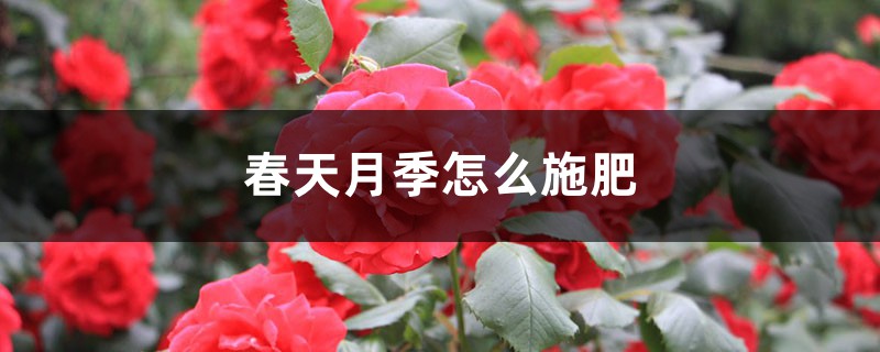 春天月季怎么施肥