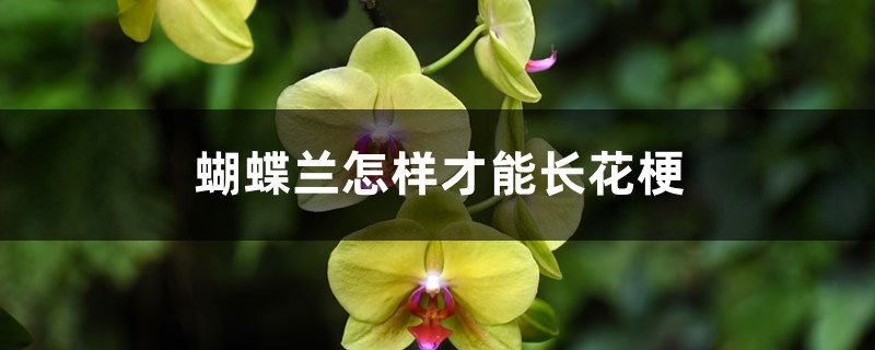 蝴蝶兰怎样才能长花梗