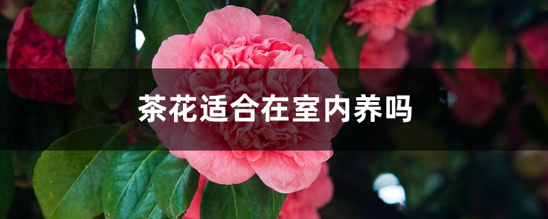 茶花适合在室内养吗