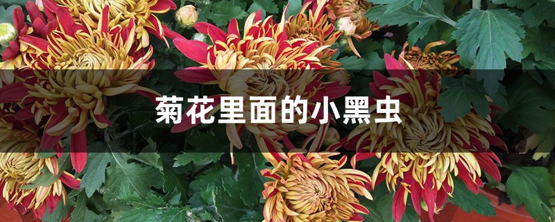 菊花里面的小黑虫是什么，怎么去除