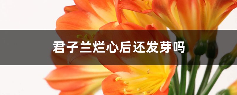 君子兰烂心后还发芽吗