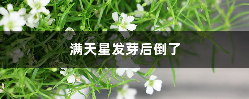 满天星发芽后倒了是什么原因