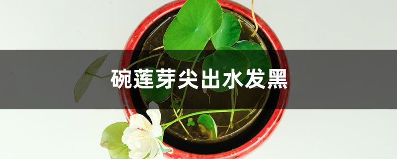 碗莲芽尖出水发黑什么原因