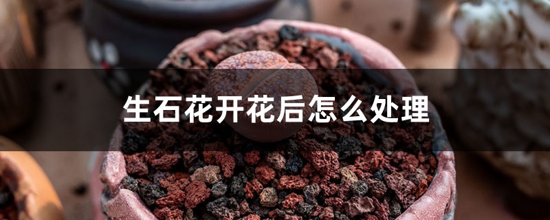 生石花开花后有种子吗