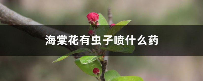 海棠花有虫子喷什么药