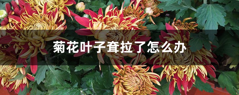 菊花叶子耷拉了怎么办