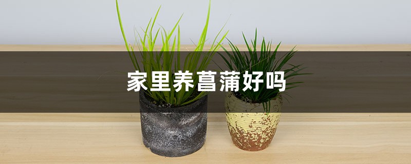 家里养菖蒲好吗