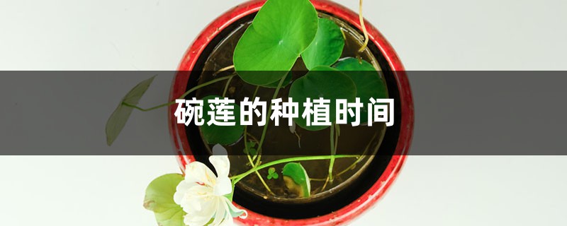 碗莲的种植时间