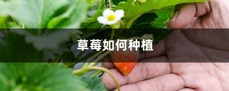 草莓表面刮点皮，扔土里蹭蹭冒芽，结出100个果子！