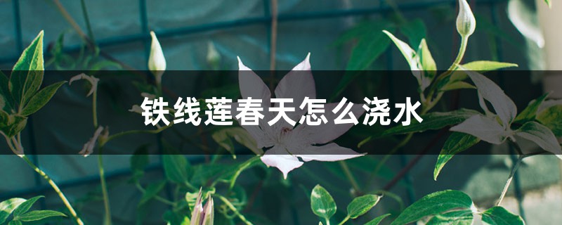 铁线莲春天怎么浇水