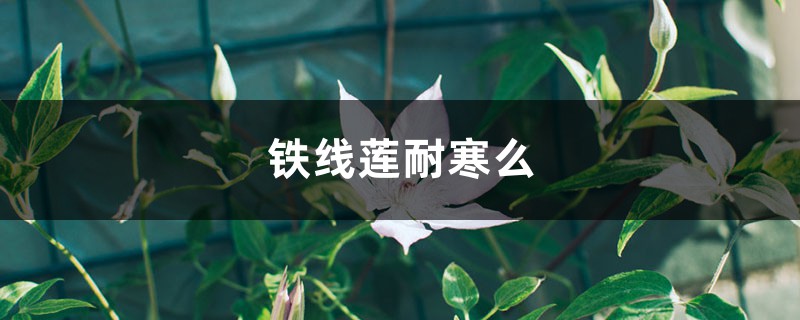 铁线莲耐寒吗