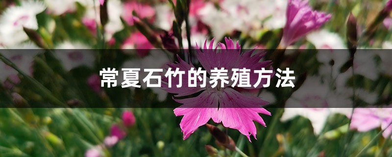 常夏石竹的养殖方法