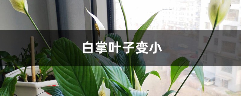 白掌叶子变小怎么回事