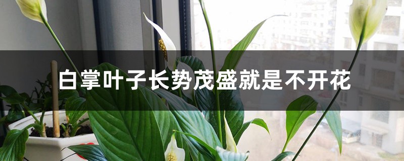 白掌叶子长势茂盛就是不开花的原因