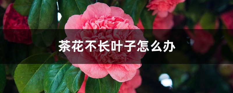 茶花不长叶子怎么办