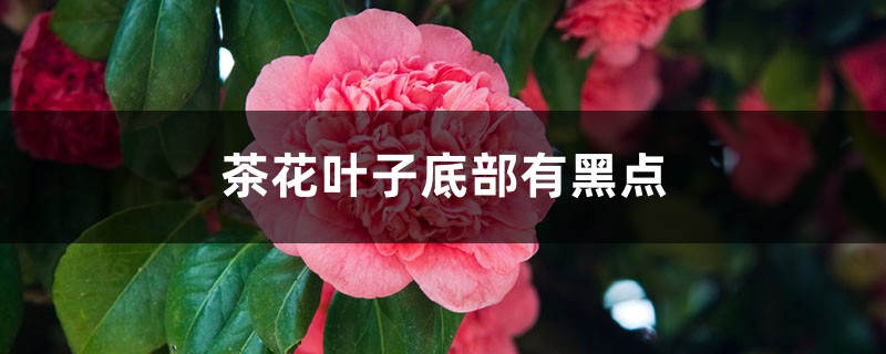 茶花叶子底部有黑点怎么回事