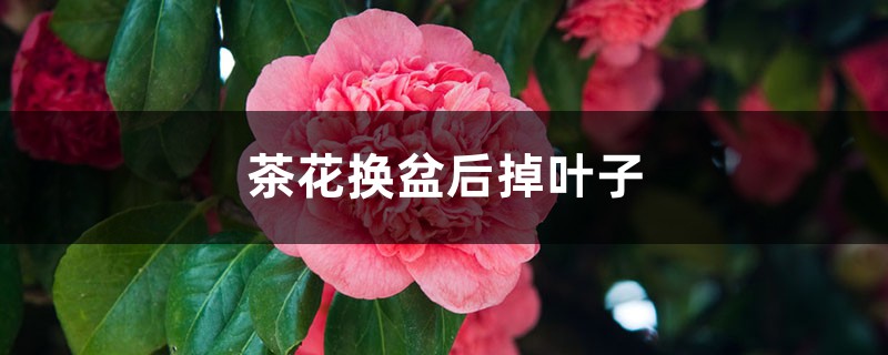 茶花换盆后掉叶子的原因