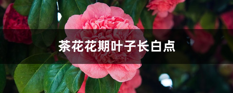 茶花花期叶子长白点的原因