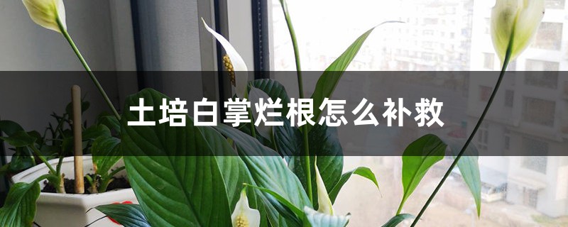 土培白掌烂根怎么补救