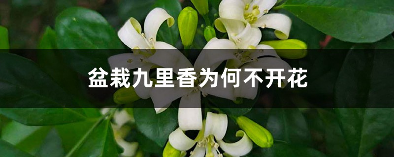 盆栽九里香为何不开花