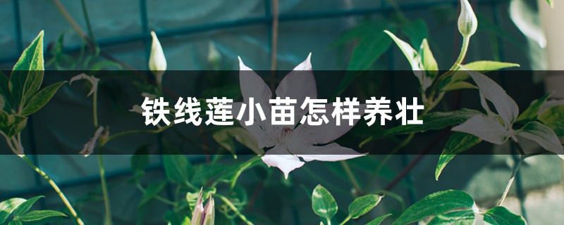 铁线莲小苗怎样养壮