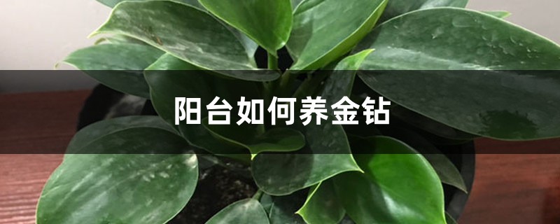 阳台如何养金钻，需要注意什么