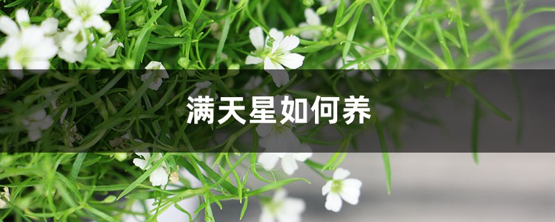 满天星如何养，开花期间能施肥吗