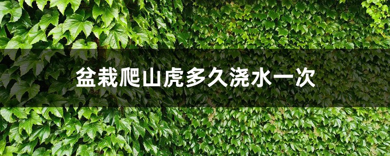 盆栽爬山虎多久浇水一次，怎样繁殖