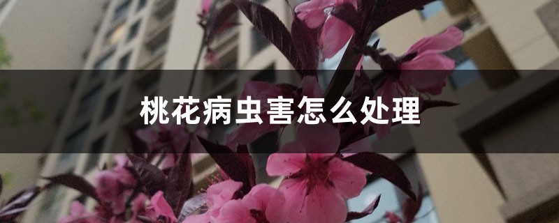 桃花病虫害怎么处理，桃花虫害症状