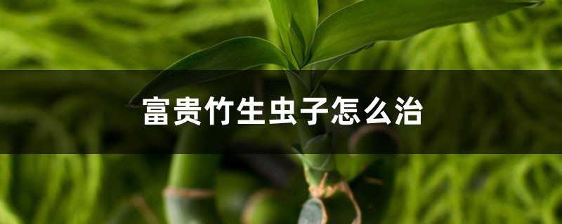 富贵竹生虫子怎么治，生虫子了用什么药