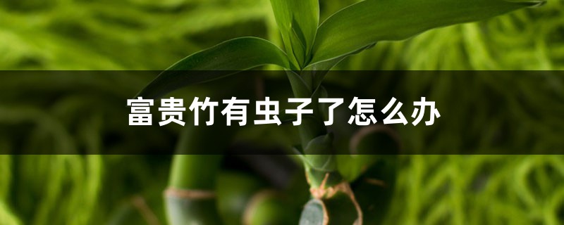 富贵竹有虫子了怎么办，生虫可以用多菌灵吗