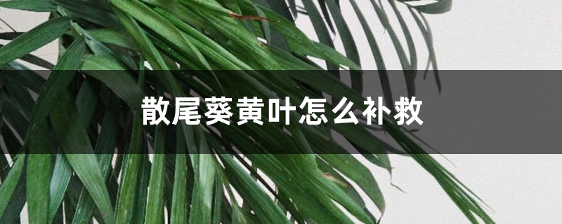 散尾葵黄叶的原因和处理办法