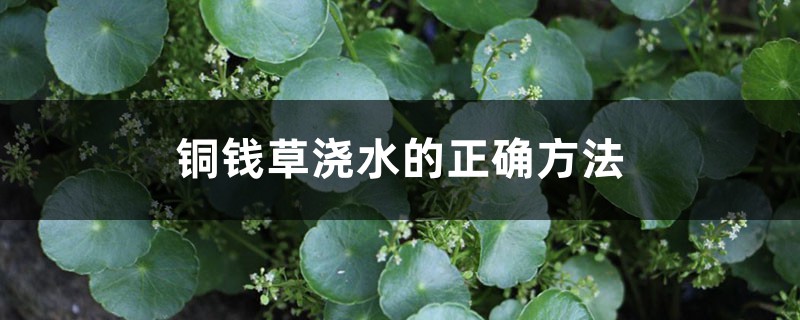 铜钱草浇水的正确方法，铜钱草浇什么水