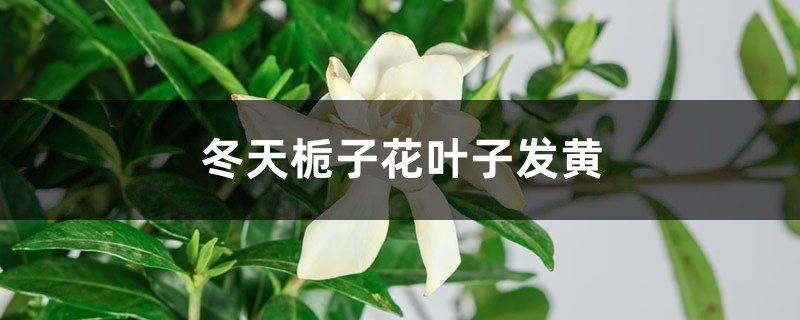 冬天栀子花叶子发黄