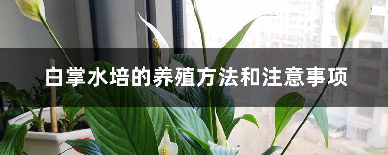 白掌水培的养殖方法和注意事项