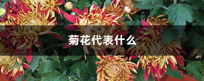 菊花代表什么，有什么禁忌