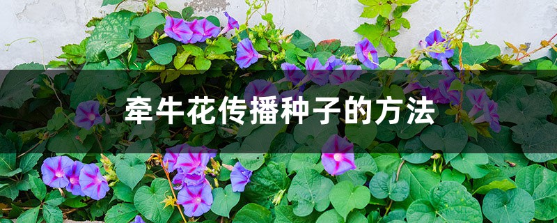 牵牛花靠什么传播种子