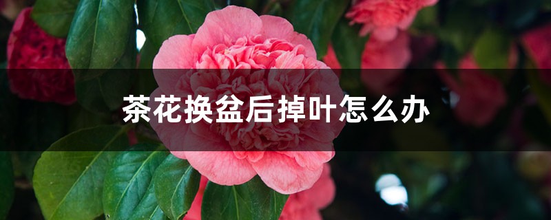 茶花换盆后掉叶怎么办，茶花怎么服盆